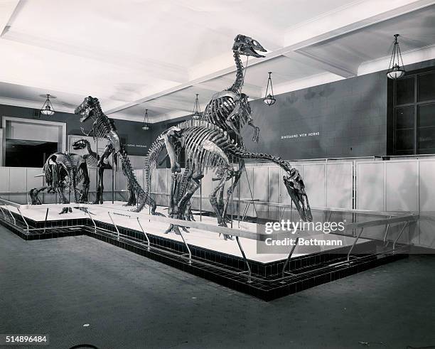 The new center island in Tyrannosaur Hall at The American Museum of Natural History, showing the largest dinosaurs to live in the Cretaceous period....