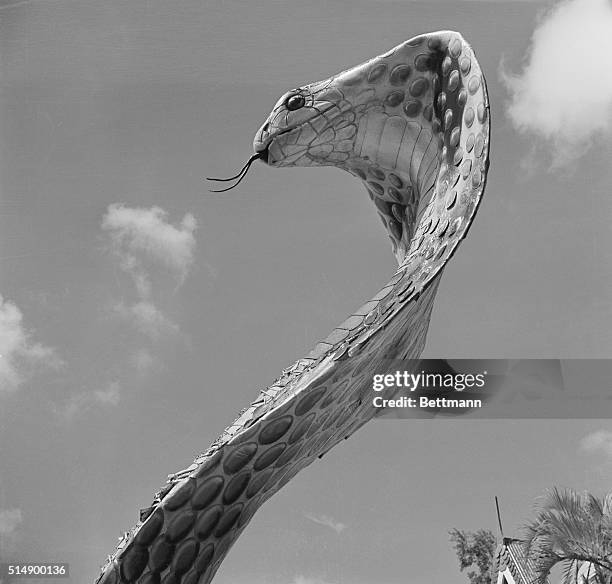 It is this impressive fork-tongued monster - a King Cobra - that greets you as you arrive at the famed Serpentarium, at Kendall, Florida. You get...