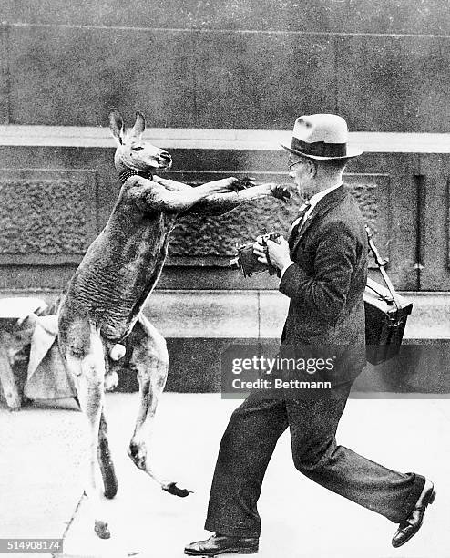 London, England- A stirring boxing match took place right in Trafalgar Square, London, when a pet kangaroo named "Aussie" escaped from a young lady...