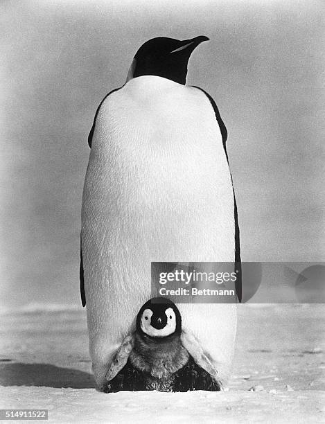 Antarctica- A baby Emperor penguin peers out owl-like from its nestling place under the warm protective fold of its parent's abdominal skin. The...