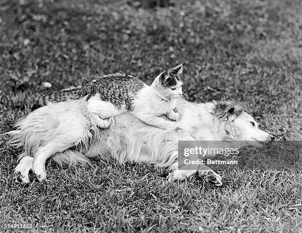 Bosom Buddies... A dog lazily lying on the grass with a cat on top of it. Undated photograph.