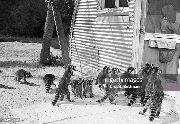 Miami, FL- A group of wild raccoons besieges the door to the cookhouse in Crandon Park looking for a handout. When the Park was built, the kitchen...