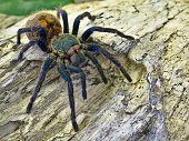 Greenbottle Blue tarantula