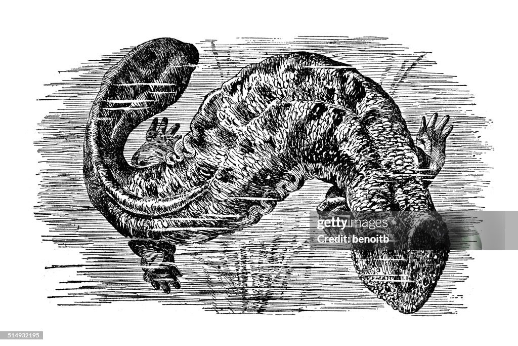 Gigantic Salamander