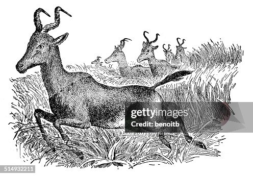 Hartebeest Hartebeest