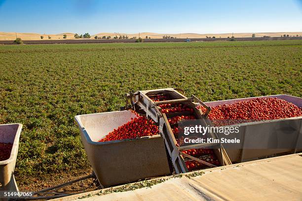 harvesting tomatoes - campo di pomodori foto e immagini stock