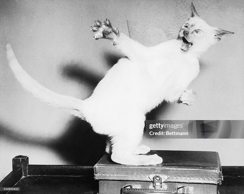 Cat Hissing and Swatting
