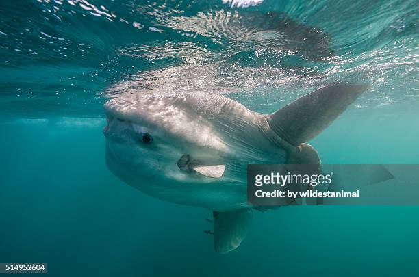 sun fish swims to surface - sunfish imagens e fotografias de stock