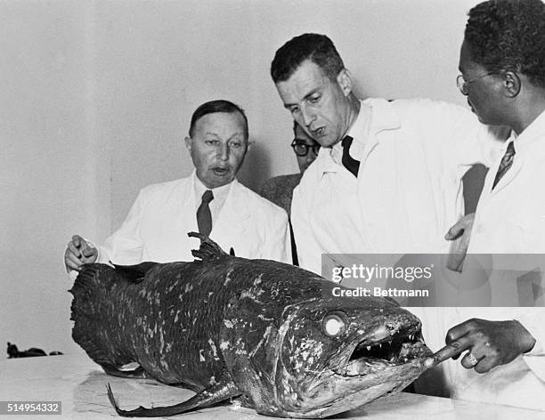 Researchers Looking Over Coelacanth