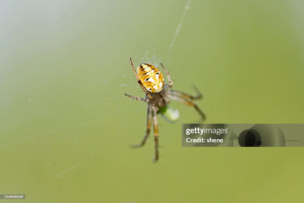 Spider's Hanging on Webs