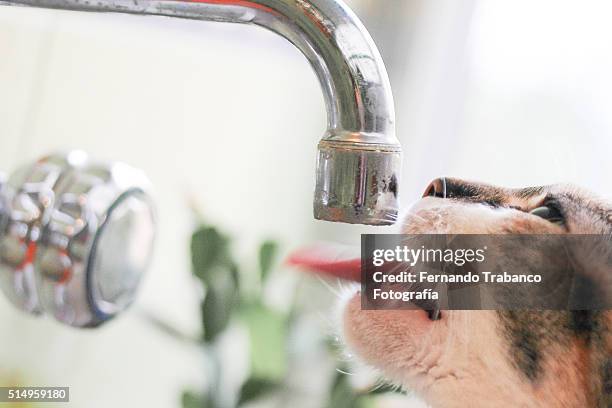 thirsty - cat drinking water stock pictures, royalty-free photos & images