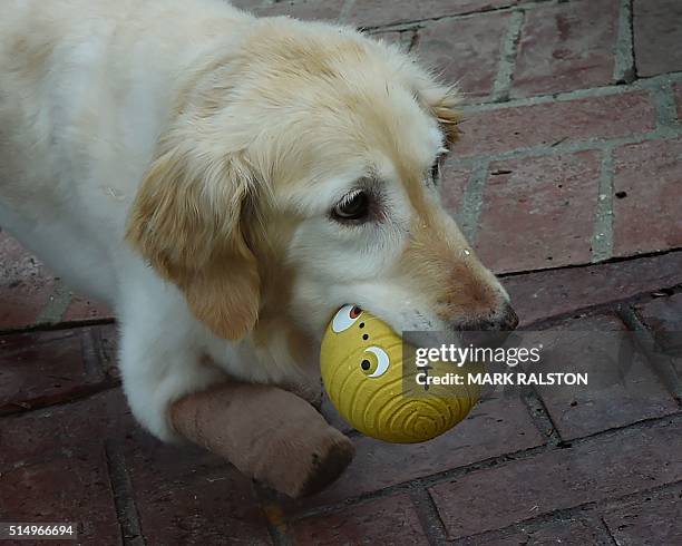 Chi Chi, the Golden Retriever plays with a ball upon her arrival in the US, after she was tortured and left for dead in a trash bag in South Korea,...
