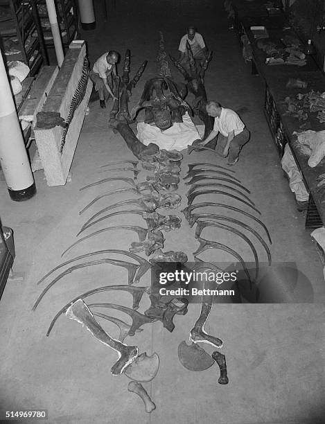 Rex Ribs 31 Dinosaur Ribs Stock Photos, High-Res Pictures, and Images - Getty Images
