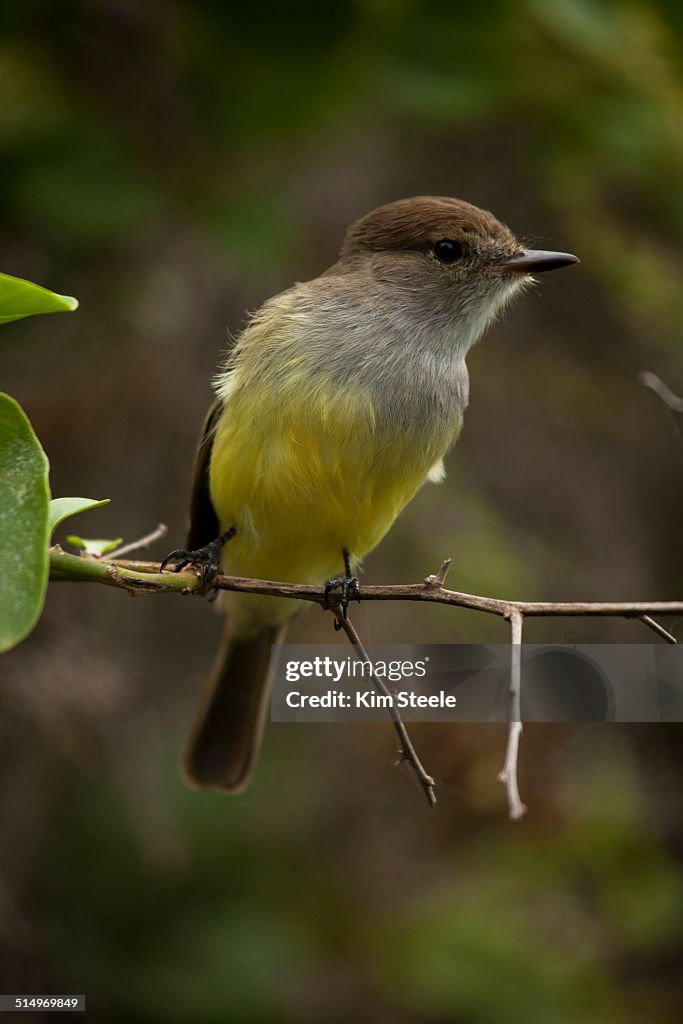 Galapagos Flycatcher bird