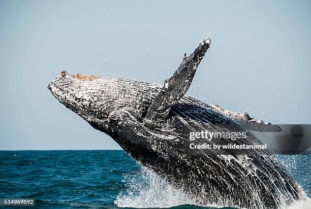 breach close up - humpback whale stock pictures, royalty-free photos & images