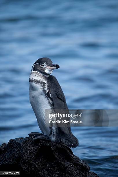 galapagos penguin, bartolome island, galapagos - galapagos penguin fotografías e imágenes de stock
