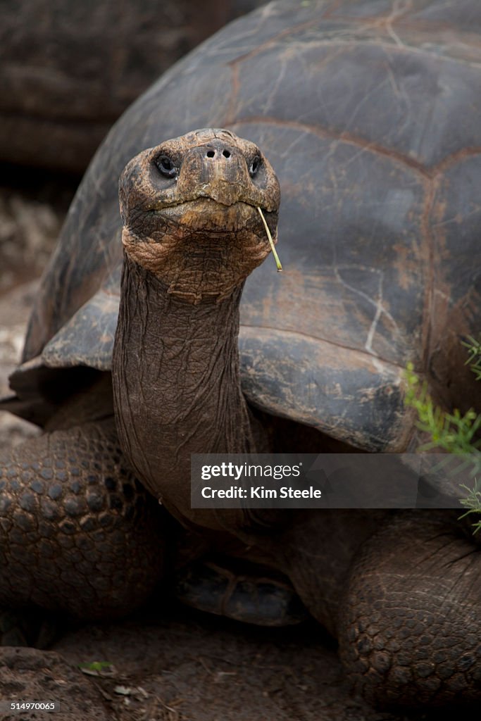 Hybrid Giant Tortoise