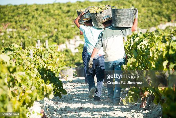 vintagers picking grapes - vendimia fotografías e imágenes de stock