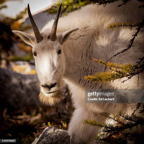 curious goat - leckert fotografías e imágenes de stock