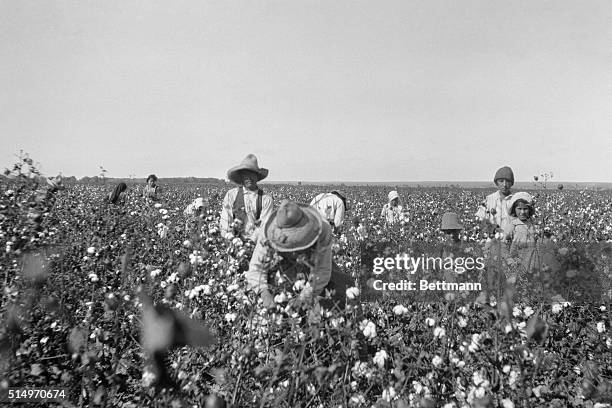 This photo shows Mexican laborers picking cotton on a Texas border cotton plantation. Owing to the scarcity of help, Texas ranch owners have been...