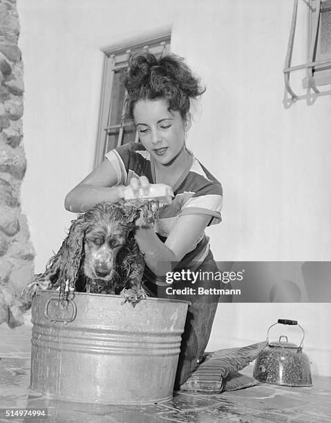 Elizabeth Taylor, the 17-year-old star of MGM studio who skyrocketed to film fame as a child star in such animal epics as National Velvet and Lassie...