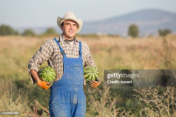 farmer in watermelon field - melon stock pictures, royalty-free photos & images