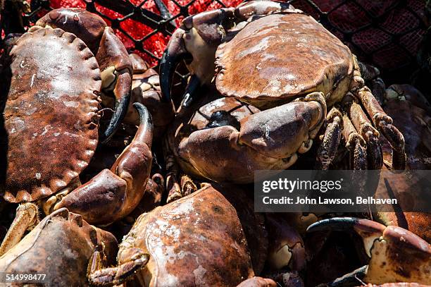 Crabs Uk Photos and Premium High Res Pictures - Getty Images