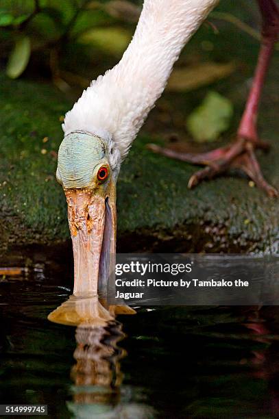 spoonbill with beak in the water - spoonbill stock pictures, royalty-free photos & images