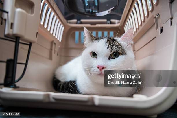 annoyed cat in pet carrier - pet carrier stock pictures, royalty-free photos & images