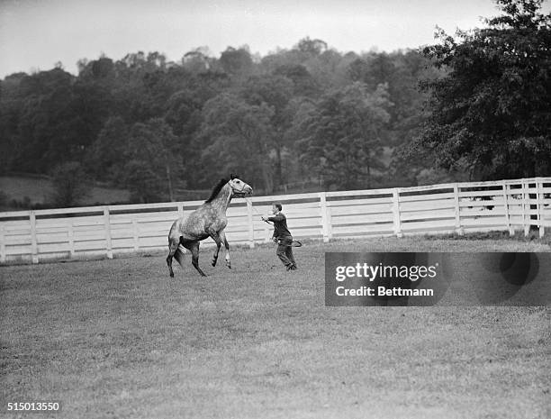 Frisky Frisky Horse Photos and Premium High Res Pictures - Getty Images