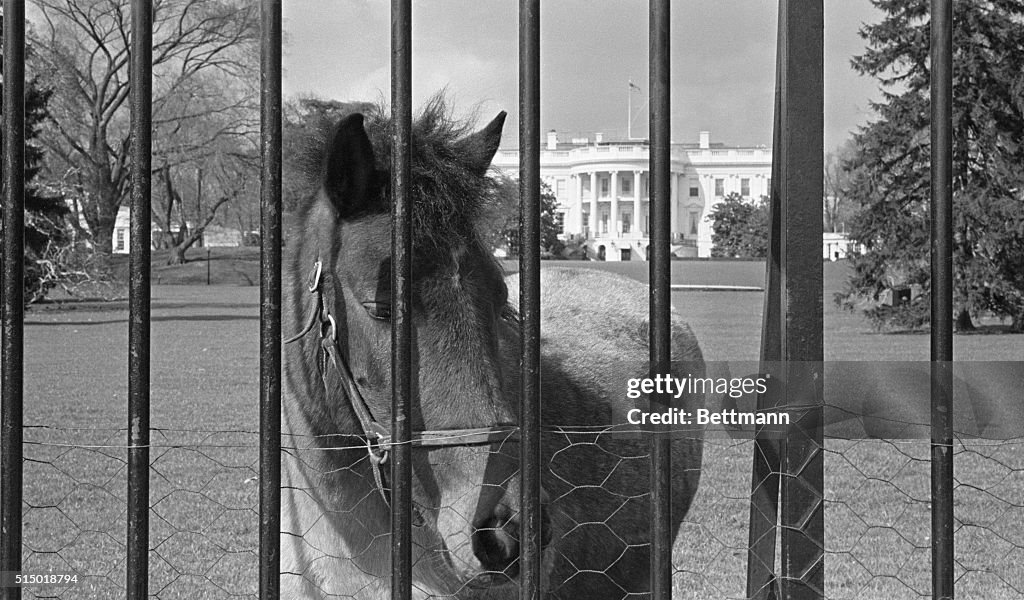 Young Horse Standing Behind Fence