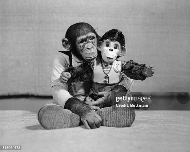 Hollis, Long Island: Huggs Raids Toy Factory. Television's celebrated monkey-shiner "Muggs" by name or to be technical, "J. Fred Muggs" took things...