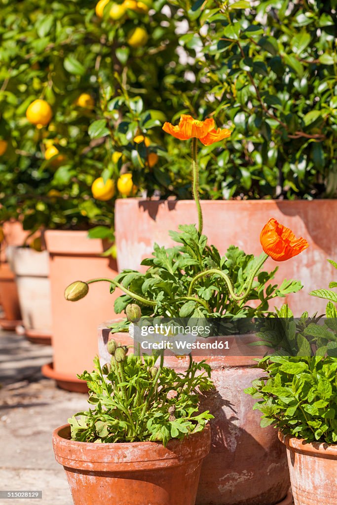 Citrus, poppies, Papaver, and common jasmine, Jasminum officinale, planted in clay pots standing in sunny garden