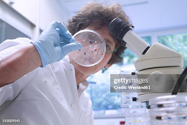 female chemist looking at petri dish in laboratory - petri schaal stockfoto's en -beelden