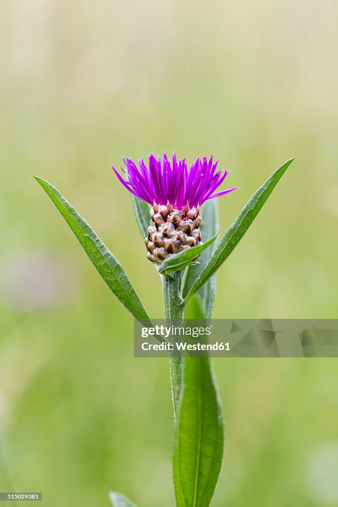 Bud of violet cornflower, Centaurea cyanus