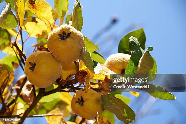 quinces, cydonia oblonga, hanging on tree - kweepeer stockfoto's en -beelden