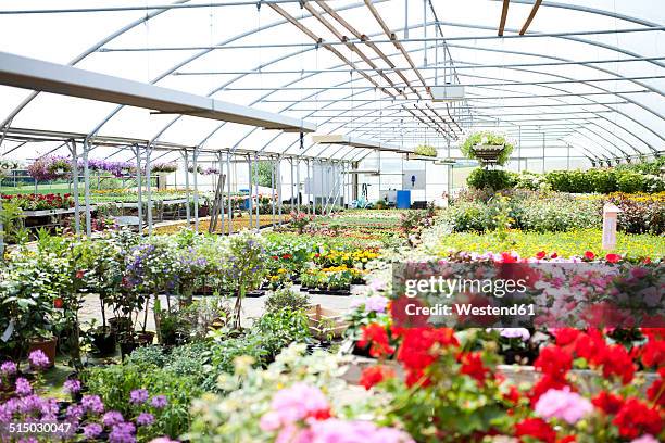 offering in greenhouse - tuincentrum stockfoto's en -beelden