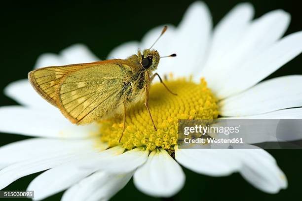 large skipper, ochlodes sylvanus - hesperiidae stock pictures, royalty-free photos & images