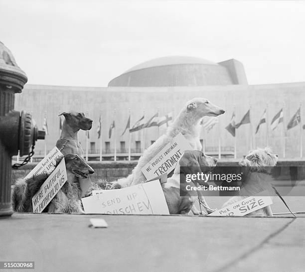 Wearing placards that tell the world of their sentiments, these dogs are picketing the United Nations to let the Russian delegation know how they...