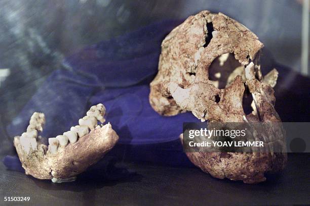 The most complete skull of a Australopithecine ever found in Africa is unveiled 26 April 2000 in Johannesburg. The skull and a lower jaw were...