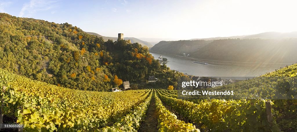 Germany, Rhineland-Palatinate, Kaub, Gutenfels Castle with vineyards in the foreground