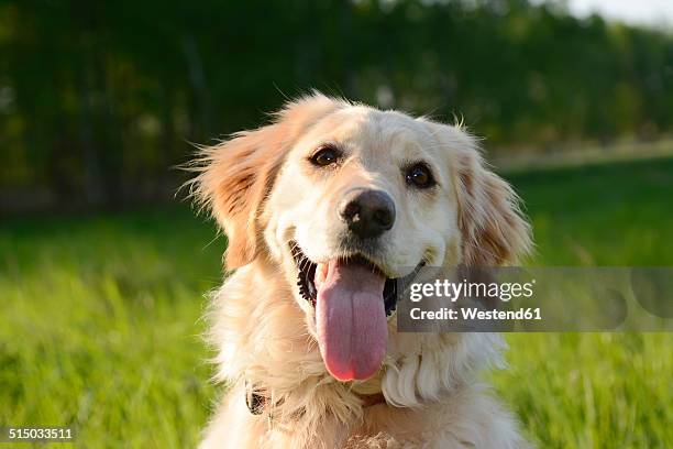 portrait of golden retriever - labrador dorado fotografías e imágenes de stock