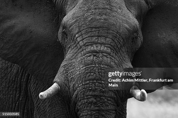 portrait of african elephant in b&w - elephant head fotografías e imágenes de stock