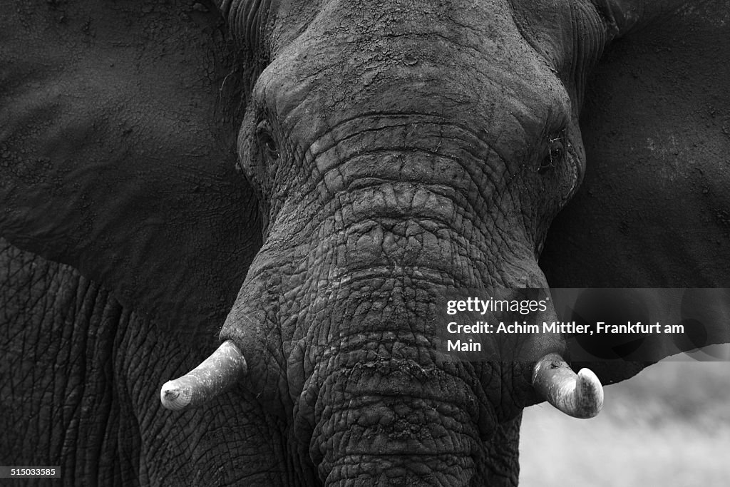 Portrait of African Elephant in b&w