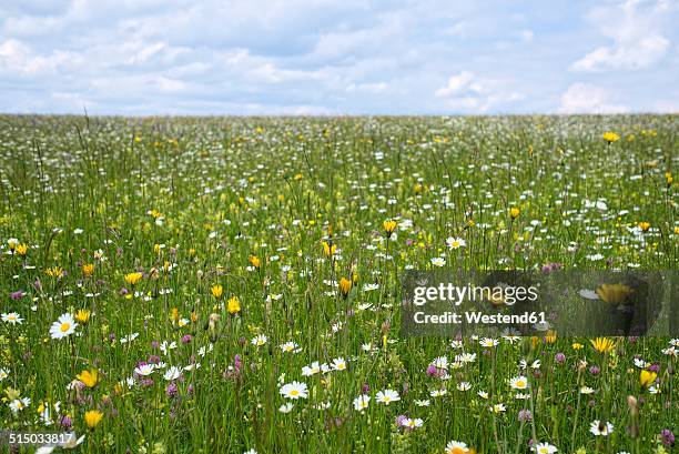 germany, baden-wuerttemberg, flower meadow - flower field photos et images de collection