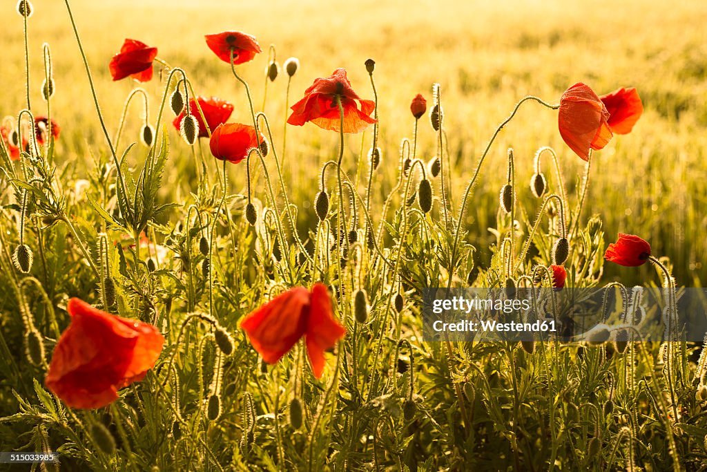 Germany, Bavaria, Poppies, Papaver rhoeas, in the morning light