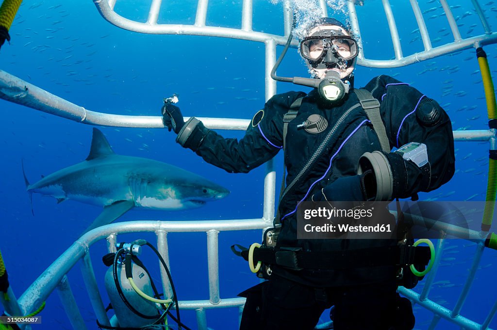 Mexico, Guadalupe, Pacific Ocean, scuba diver in shark cage with white shark, Carcharodon carcharias, in the background