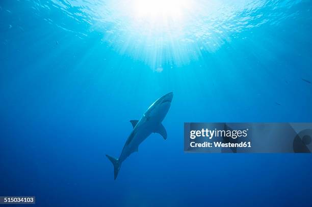 mexico, guadalupe, pacific ocean, white shark, carcharodon carcharias - tiburón jaquetón fotografías e imágenes de stock