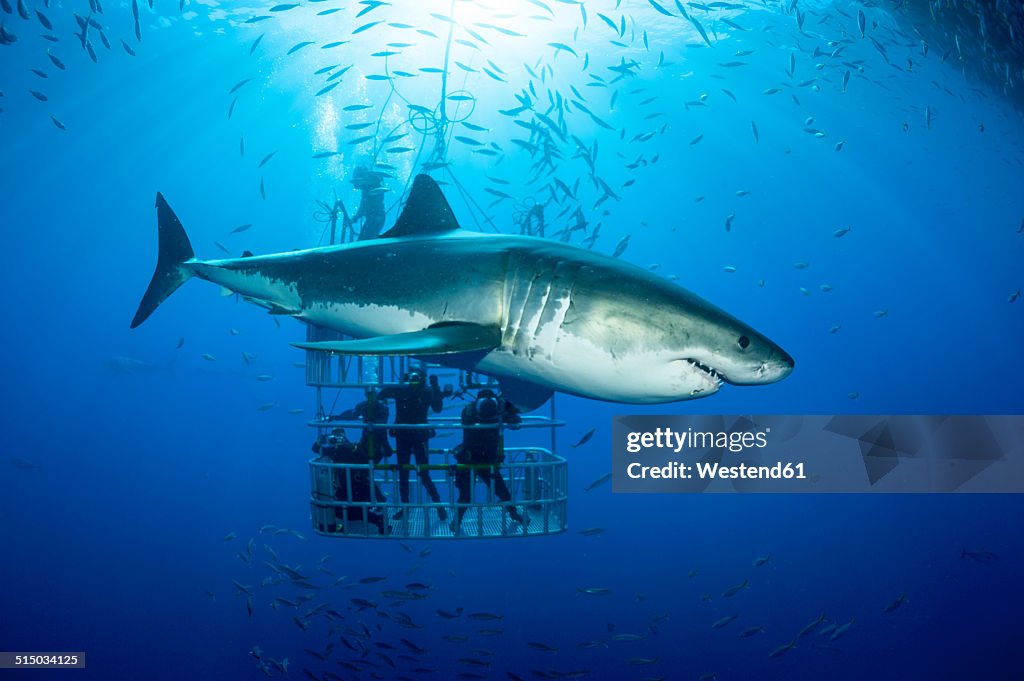 Mexico, Guadalupe, Pacific Ocean, scuba divers in shark cage with white shark, Carcharodon carcharias, in the foreground