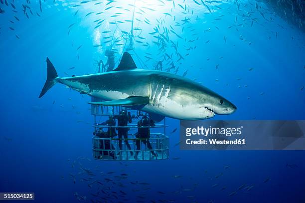 mexico, guadalupe, pacific ocean, scuba divers in shark cage with white shark, carcharodon carcharias, in the foreground - great white shark 個照片及圖片檔